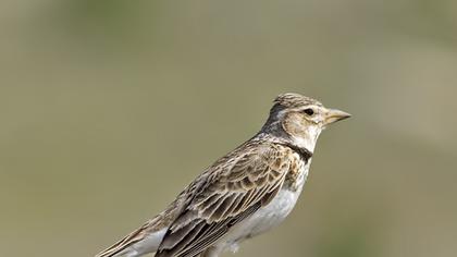 Bimaculated Lark