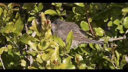 Barred Warbler