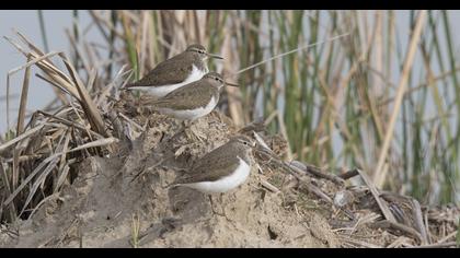 Common Sandpiper