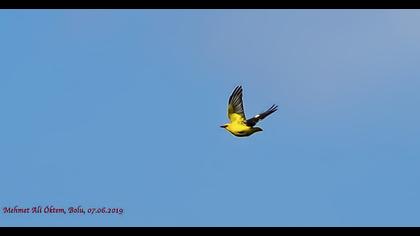 Eurasian Golden Oriole