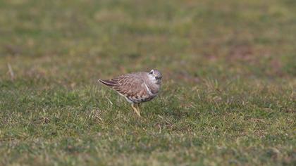 Eurasian Dotterel