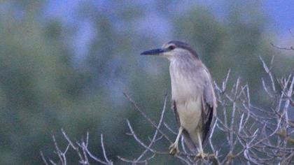 Black-crowned Night Heron