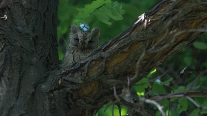 Pallid Scops Owl