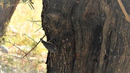 Eurasian Nuthatch