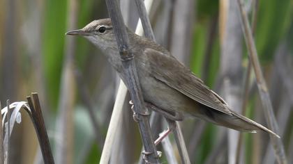 Savi`s Warbler