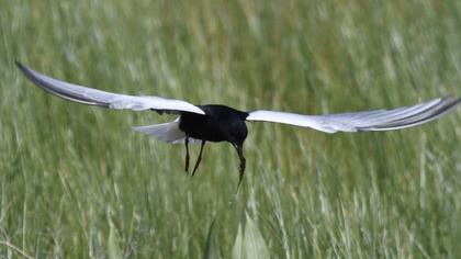 Black Tern