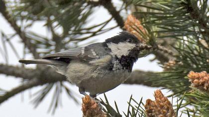 Coal Tit