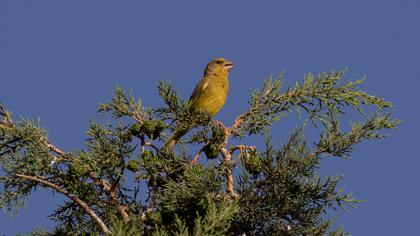European Greenfinch