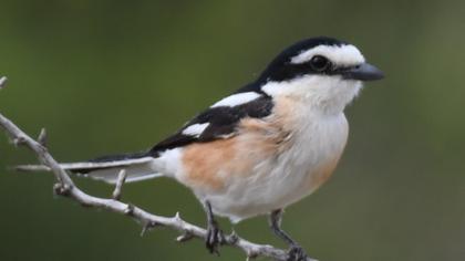 Masked Shrike