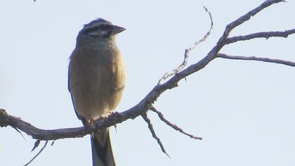 Rock Bunting