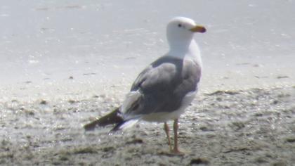 Armenian Gull