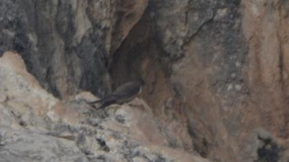 Eurasian Crag Martin