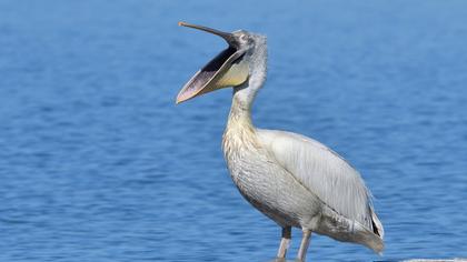 Dalmatian Pelican
