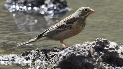 Grey-necked Bunting