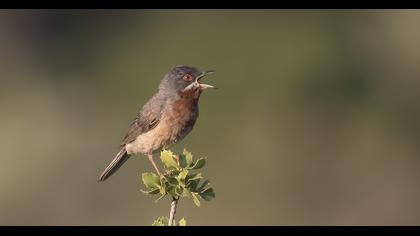 Subalpine Warbler