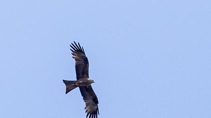 Black Kite