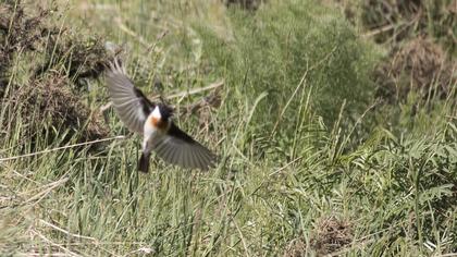 Siberian Stonechat