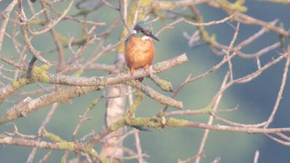 Common Kingfisher