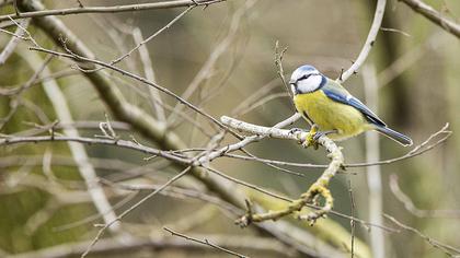 Eurasian Blue Tit