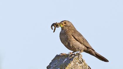 Common Blackbird