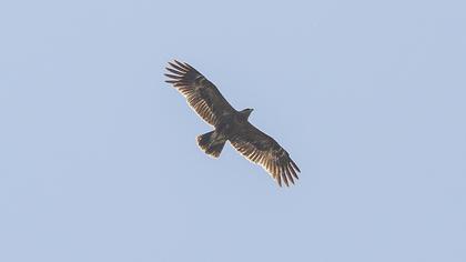 Lesser Spotted Eagle