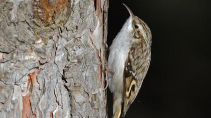 Eurasian Treecreeper