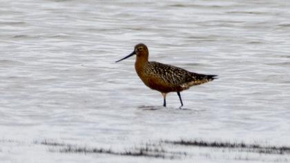 Bar-tailed Godwit