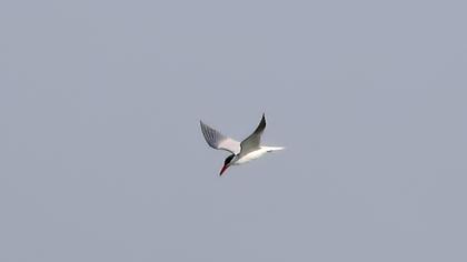 Caspian Tern