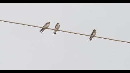 Sand Martin