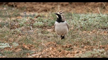 Horned Lark