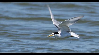 Little Tern