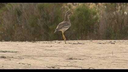 Eurasian Stone-curlew