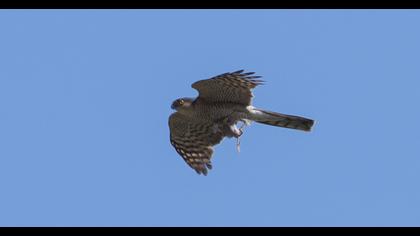 Northern Goshawk