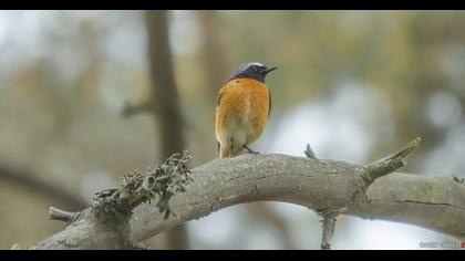 Common Redstart