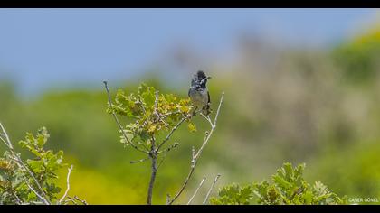 Rüppell`s Warbler
