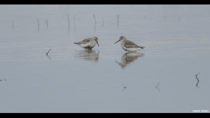 Dunlin