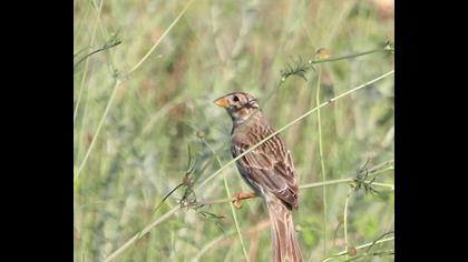 Corn Bunting