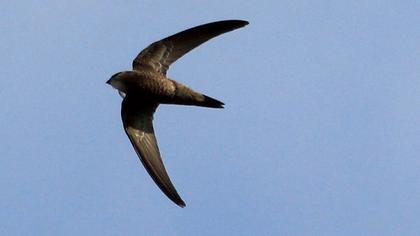 Pallid Swift