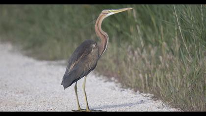 Purple Heron