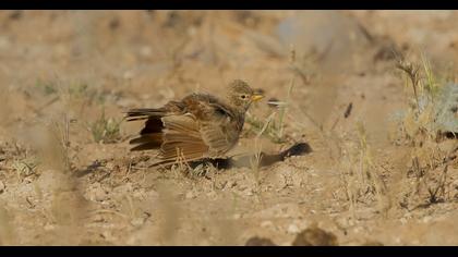 Desert Lark