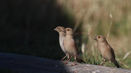 Desert Finch
