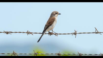 Red-backed Shrike