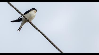 Common House Martin