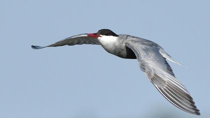 Whiskered Tern