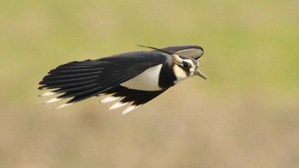 Northern Lapwing