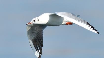 Black-headed Gull
