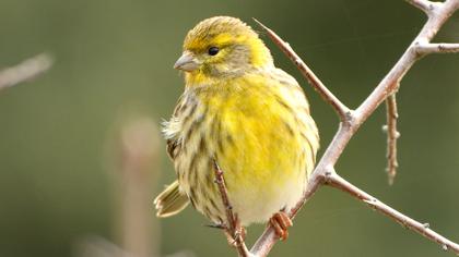 European Serin