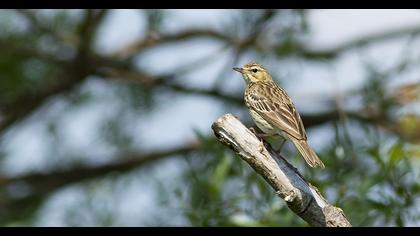 Tree Pipit