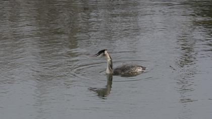 Great Crested Grebe