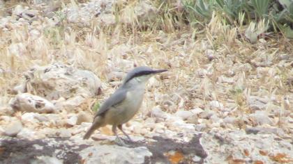 Western Rock Nuthatch